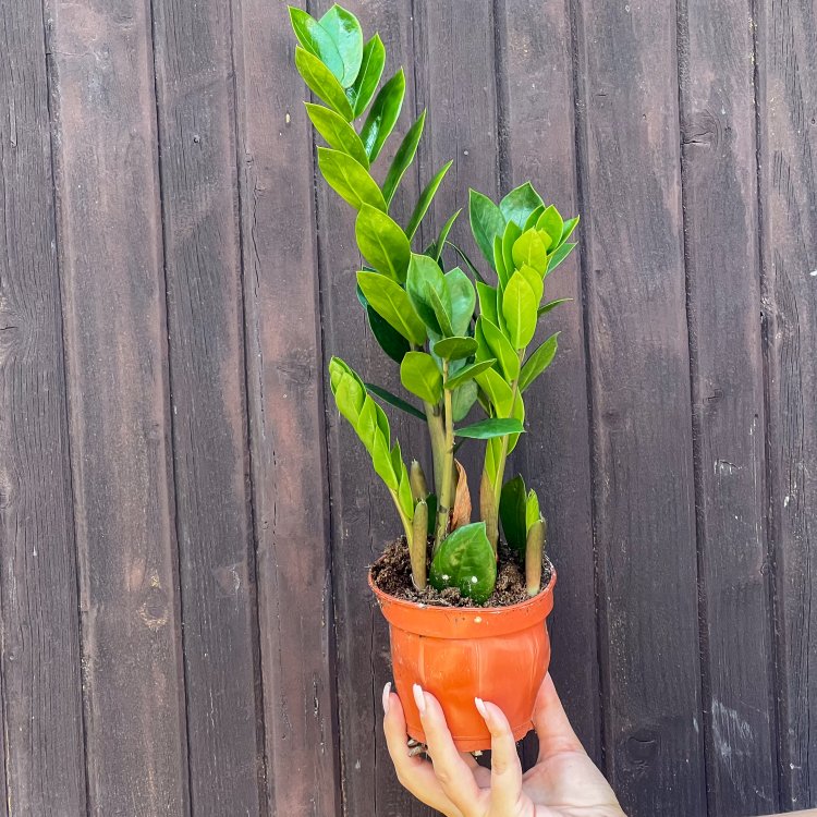 Zamiokulkas (Zamioculcas zamifolia) - výška 30-40 cm, kont. C1L